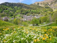 Fioriture di Primavera