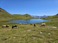 Pascolo al lago Grande del Baldiscio
