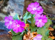 Primula Irsuta