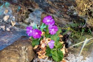 Primula Irsuta