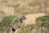 Marmotta